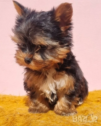Йоркширски Териер Мини , снимка 4 - Йоркширски териер - 53756980