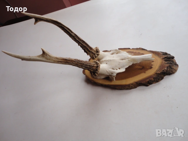 Ловен трофей рога 17, снимка 7 - Ножове - 54087414