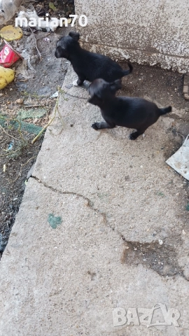 дребни кученца,баща пинчер..., снимка 4 - Други - 52088459