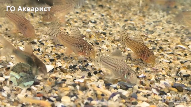 Коридорас Щербай / Corydoras Sterbai, снимка 6 - Рибки - 45625503