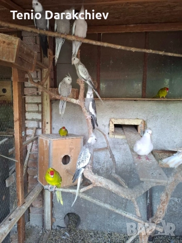 папагали , снимка 2 - Папагали - 52022442