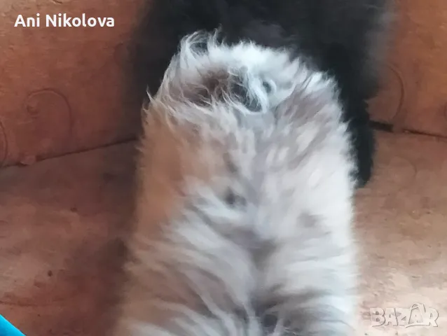 Померан рядък цвят мерле със синьо око, снимка 3 - Померан - 50248156