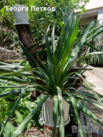 Юка/Столетник, снимка 5 - Градински цветя и растения - 51857643