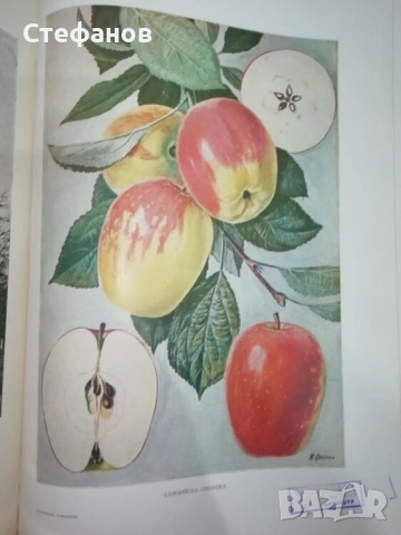 Калеми от разни сортове ябълки и круши, нови и стари , снимка 7 - Разсади - 53744673