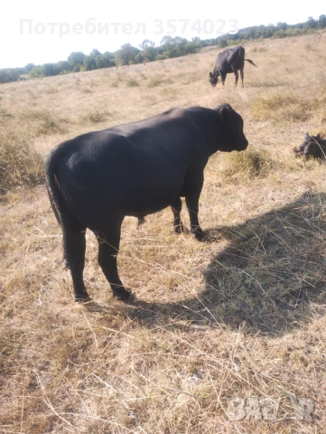 Месодайни телета, снимка 3 - Крави - 54245143