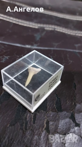 Фосил , снимка 4 - Колекции - 51046476