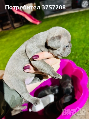 Френски булдог, снимка 2 - Френски булдог - 52565499