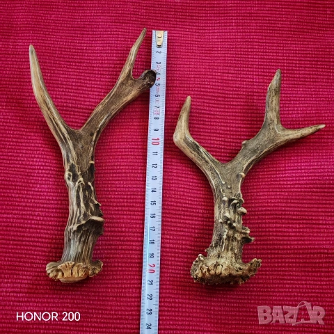 Рога от сръндак. , снимка 4 - Антикварни и старинни предмети - 54044800