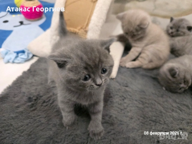 Британски късокосмести чистокръвни котенца. , снимка 9 - Британска късокосместа - 53451104