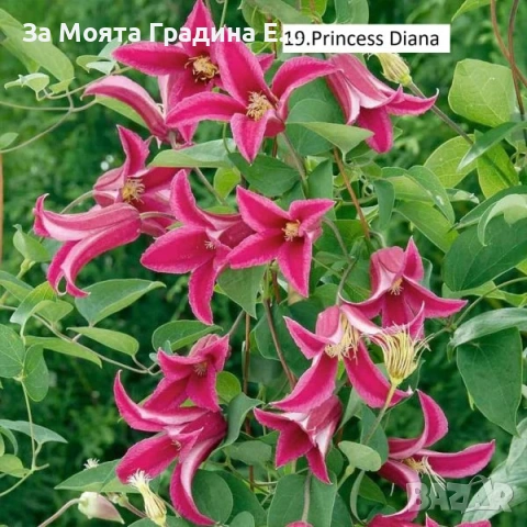 Клематис 33 вида , снимка 17 - Градински цветя и растения - 54019855