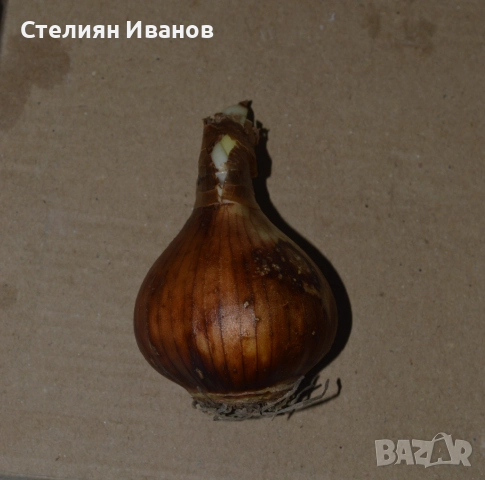 Нарцис (Narcissus 'Kokopellii') - луковици, снимка 2 - Сортови семена и луковици - 52970843