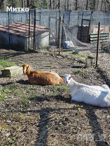 Кози, снимка 6 - Кози - 53499107