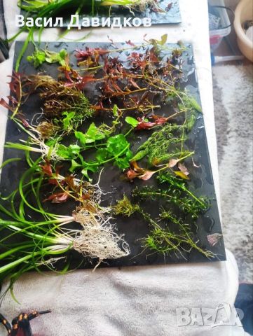Пакет растения над 15 вида лесни за отглеждане, снимка 17 - Оборудване за аквариуми - 45264173