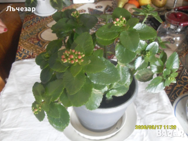 Продавам цвете "КАЛАНХОЕ", снимка 3 - Стайни растения - 53882287
