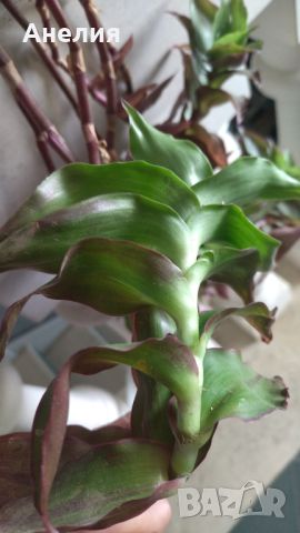 Ароматна Кализия - лечебно растение , снимка 4 - Стайни растения - 46213326