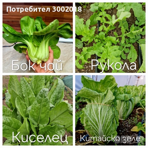 семена стари сортове , снимка 3 - Сортови семена и луковици - 51660347