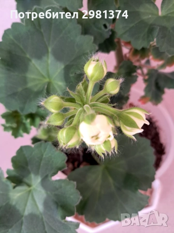 Мушкато(Астрид)