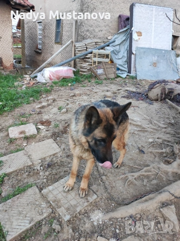 Продавам куче немска овчарка . , снимка 6 - Немска овчарка - 54161146