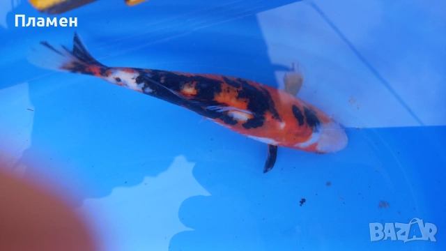 Японски шаран KOИ, снимка 8 - Рибки - 49475855