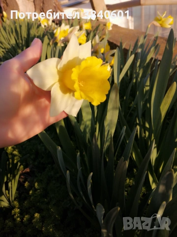 Нарциси (10 луковици) , снимка 6 - Градински цветя и растения - 53815354