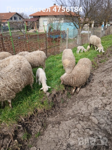 Продавам овце с малки агнета, снимка 2 - Овце - 53849792