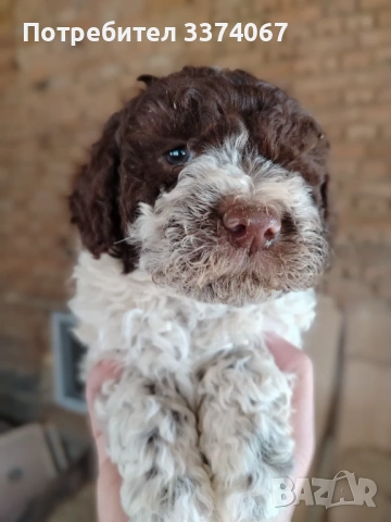 Логото , снимка 5 - Други - 54182367