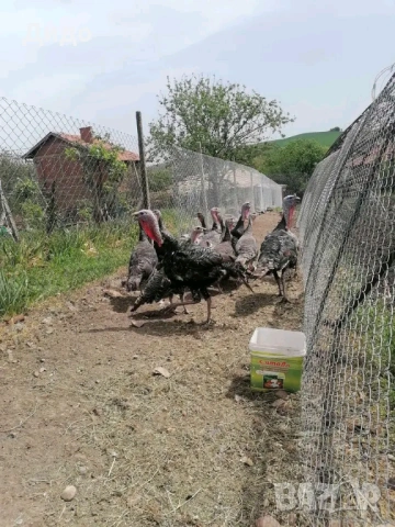 Разплодни яйца от селски пуйки, снимка 2 - Кокошки и пуйки - 53968817