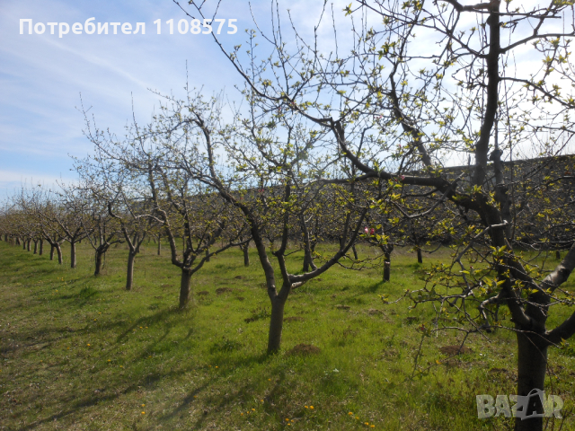 Ябълкова градина, снимка 3 - Градински цветя и растения - 44989459