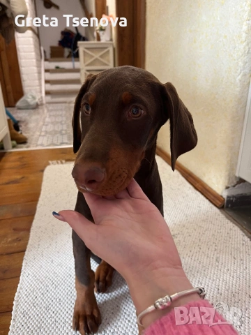 Чистокръвно кафяво доберманче