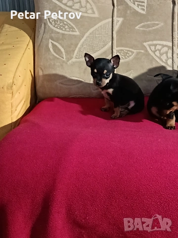 Пинчер мини , снимка 2 - Пинчер - 54250630