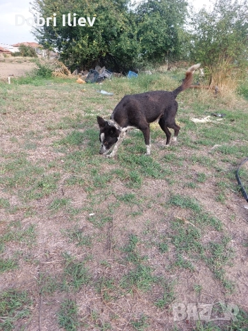 Продавам работещи Бордан Колита 