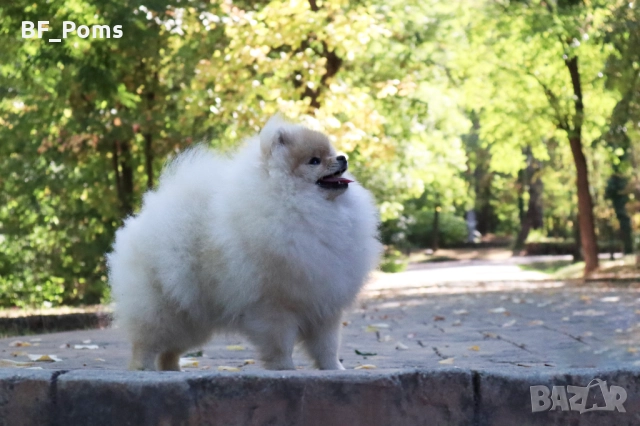 Уникално момиченце померан с родословие FCI, снимка 6 - Померан - 50219721