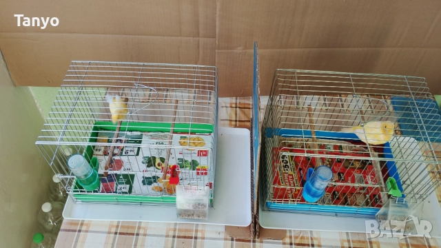 Мъжко и женско,тазгодишни.Орфей, снимка 8 - Канари - 52772739