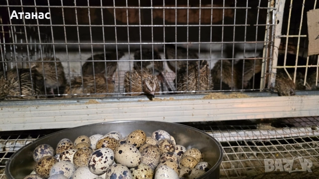 яйца от пъдпъдъци