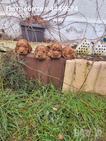 Кокер шпаньол