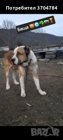 Продавам Сао алабай , снимка 2 - Алабай - 53308382