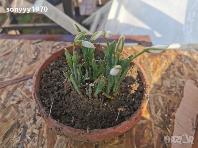 ЕКО КОКИЧЕ-ДОМАШНО 3001261607, снимка 7 - Градински цветя и растения - 53285139