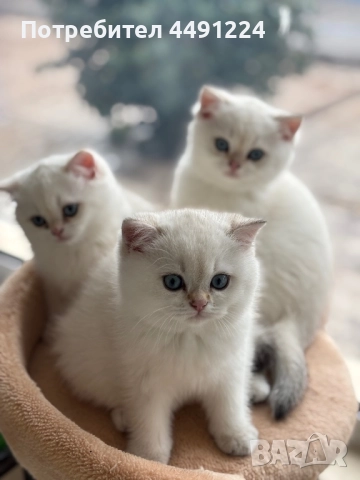 Златна чинчила, снимка 4 - Чинчили - 52397448