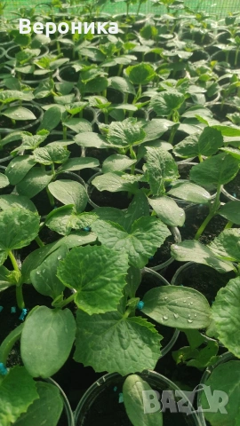 Предлагаме разсад красивици, снимка 3 - Разсади - 54234234