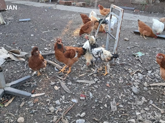 Петли Колумбийска Брама