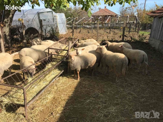 Заплодени/Бременни Овце (Мутон Шароле и др.), снимка 8 - Овце - 52941866