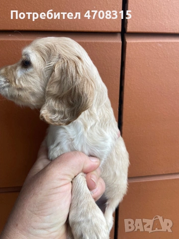 Кокер шпаньол момченце карамел, снимка 5 - Кокер шпаньол - 54156088