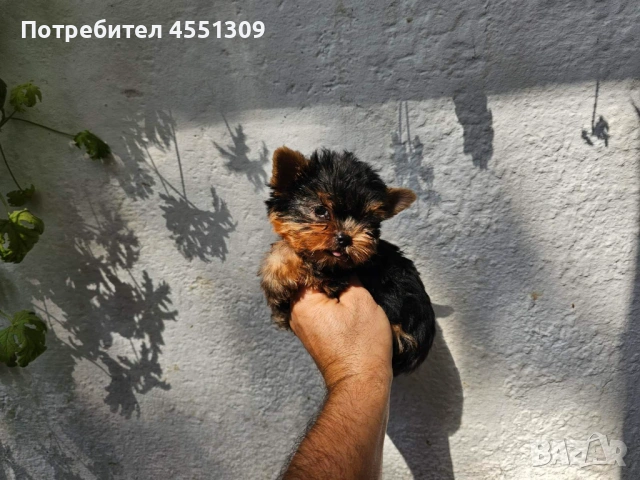 Йоркширски териер мини, снимка 5 - Йоркширски териер - 53922318