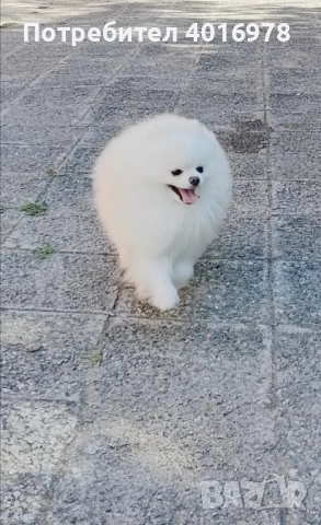 Померани Момчета с Родословие , снимка 10 - Померан - 52748219