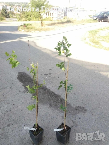 Хинап - Финап, снимка 4 - Градински цветя и растения - 53622849