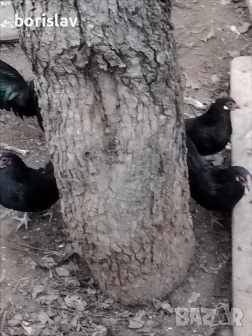 Продавам розкомб кокошки, снимка 3 - други­ - 52877736