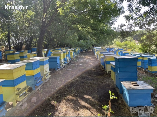 Продавам Кошери с Пчели Пчелни семейства Отводки Оплодени Пчелни Майки, снимка 2 - За пчели - 52760825