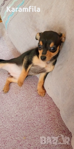 Женски мини пинчер на 2 месеца, снимка 1