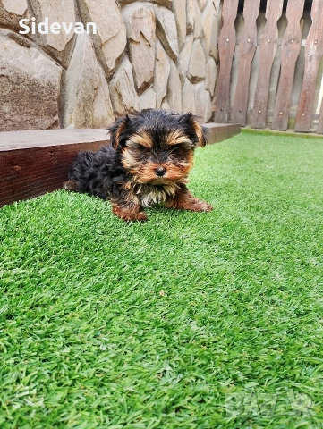 Йоркширски териер , снимка 7 - Йоркширски териер - 53695539