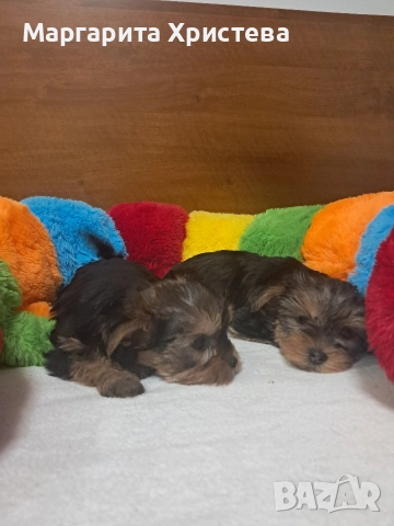 Йоркширски териер , снимка 2 - Йоркширски териер - 52850982